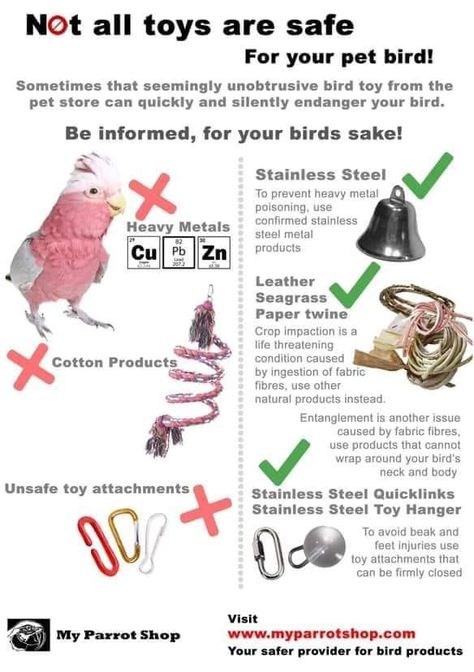 Diy Safe Bird Toys, English Budgies Parakeets, Bird Care Tips, Parakeet Enrichment, Quaker Parrot Cage Setup, African Grey Parrot Cage Ideas, Diy Parakeet Toys, Parakeet Cage Ideas Diy, Diy Bird Toys Parakeets