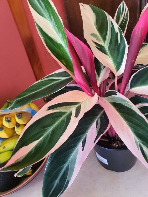 Stromanthe plant has long, pointed brightly colored green, white, and pink leaves with a purple underside- Houseplant411.com Stromanthe Plant, Plant Leaves Turning Brown, Stromanthe Triostar, Plant Parenting, Calathea Plant, Plant Mama, Household Plants, Plant Parent, Container Gardening Flowers