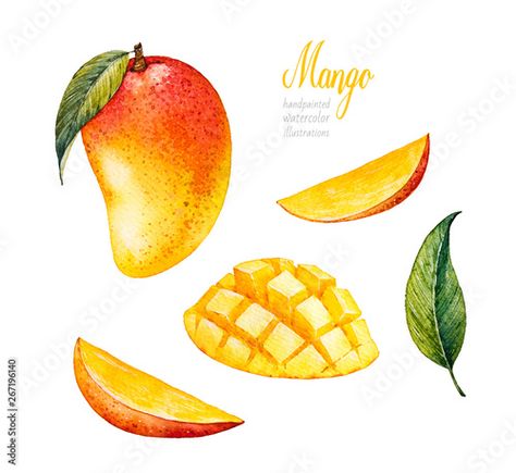 Stock Image: Mango. Botanical watercolor hand drawn illustration. Exotic fruit. Watercolor mango Mango Vector, Fruit Watercolor, Fruit Clipart, Cake Illustration, Drinks Packaging Design, Fruits Drawing, Mango Fruit, Fruit Illustration, Fruit Painting