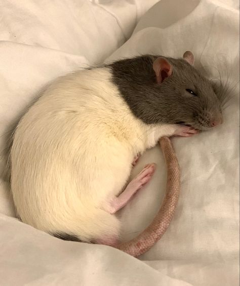 Rat Laying Down, Cute Rats Pets, Pet Rat Aesthetic, Rat Image, Rats Cute, Silly Rat, Rat Pet, Rat Cute, Baby Rat