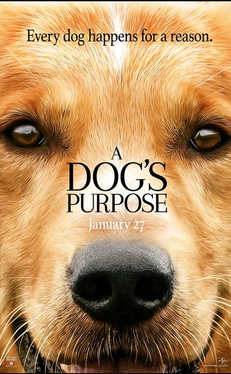 January 25, 2017 A Dogs Purpose Movie, A Dog's Purpose, Drama Films, Dog Films, A Dogs Purpose, Cinema Video, Tam Film, Movie Board, Britt Robertson