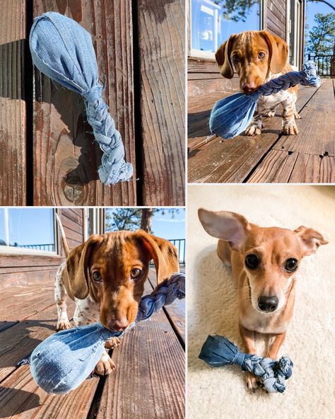 DIY Denim Turkey Leg Dog Toy Denim Dog Toys Diy, Pet Crafts, Turkey Leg, Dog Accesories, Dog Squeaky Toys, Diy Dog Toys, Sewing Tricks, Diy Denim, Denim Dog