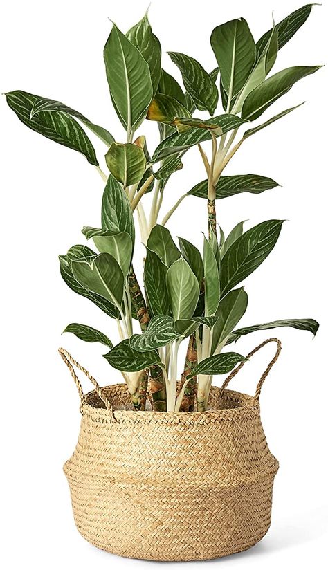 Potted Floor Plants Indoor, Woven Basket Planter, Plants In Bowls Planters, Basket Pots For Plants, Plant In Wicker Basket, Rattan Planters Indoor, Faux Plant In Basket, Wicker Planters Indoor, Wicker Basket Planter