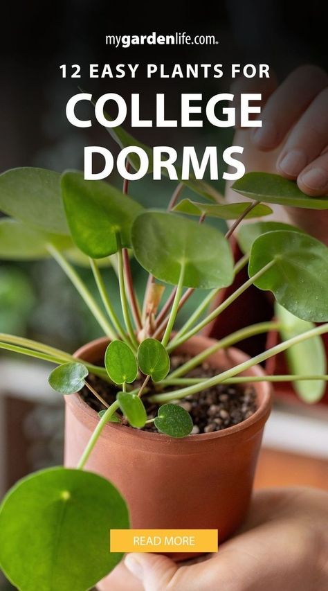 Transform your dorm room with 12 easy houseplants that are ideal for college living. These plants enhance your space with minimal effort. These indoor plants are a refreshing and stylish addition to a dorm room. Find more houseplant decor inspiration and dorm plant ideas at MyGardenLife.com. Plants For Dorm Rooms, Dorm Plants, Houseplant Decor, Easy Houseplants, Plants Monstera, Easy Indoor Plants, Garden Cover, Easy Care Houseplants, Flowers In Pots