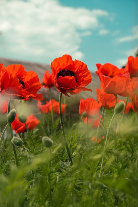 Poppy Images, Green Grass Field, Hd Flower Wallpaper, Cute Summer Wallpapers, Wallpaper Iphone Summer, Plant Images, Rose Images, Grass Field, Plant Wallpaper