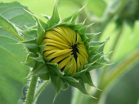 Sunflower Bud, Green Sunflower, Sunflowers And Daisies, Gustave Dore, Sunflower Art, The Sunflower, Happy Flowers, Yellow Sunflower, Botanical Flowers