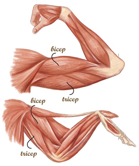 Anatomy of a Chicken explained. Bird Muscle Anatomy, Birds Anatomy, Chicken Anatomy, Body Muscle Anatomy, Creature Anatomy, Bird Anatomy, Muscle Diagram, Skeleton Anatomy, Animal Skeletons