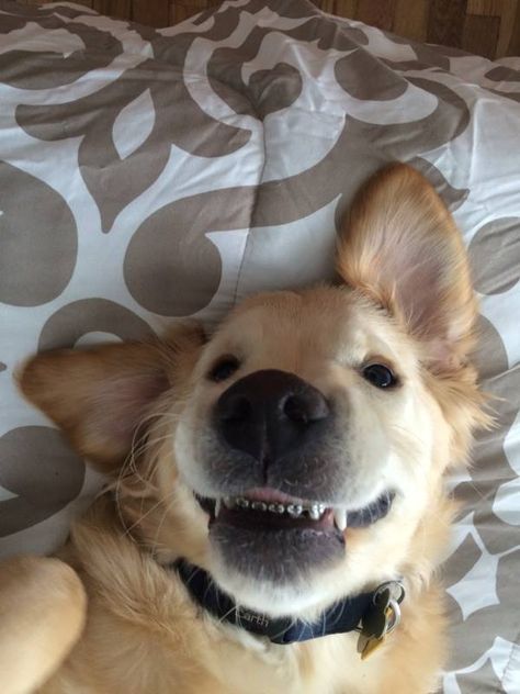 This Puppy With Braces Proves How Adorable an Awkward Phase Can Be Braces, A Dog