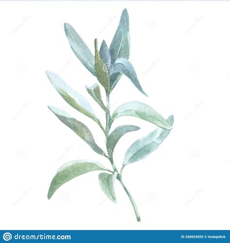 Sage Watercolor, Drawing Elements, Leaves Drawing, Sage Plant, Color Decoration, Leaf Drawing, Elegant Tattoos, White Sage, Plant Illustration