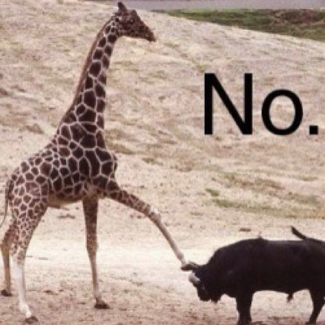 Giraffe says no! You listen! Giraffe Meme, Short People Problems, Funny Giraffe, Memes Humor, Funny Animal Memes, Dating Memes, Funny Animal Pictures, Memes Funny, Animal Memes