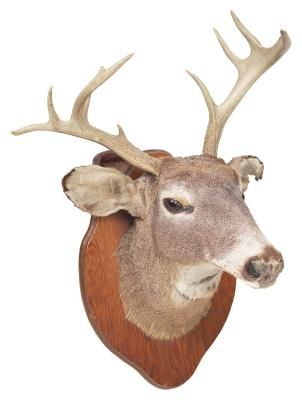 How To Take Care of a Deer Head Deer Antler Ideas, Deer Hunting Decor, Deer Heads Mount, Deer Skull Art, Antler Ideas, Antler Mount, Cleaning Tips And Tricks, Deer Mounts, Hunting Decor