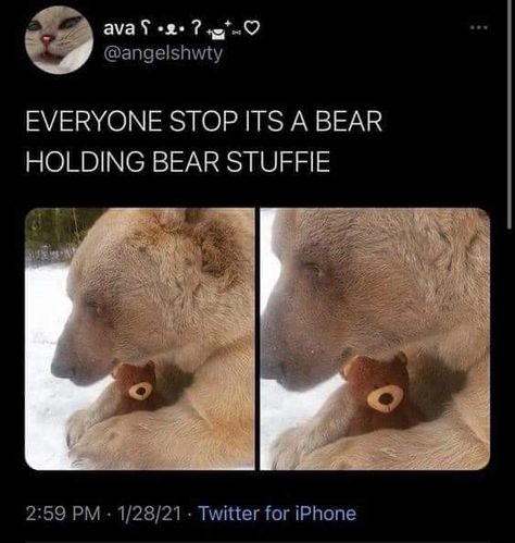 Animal Photos, Silly Animals, Cute Animal Photos, Animal Jokes, Cute Creatures, Cute Little Animals, Animal Memes, Cute Funny Animals, Cuteness Overload