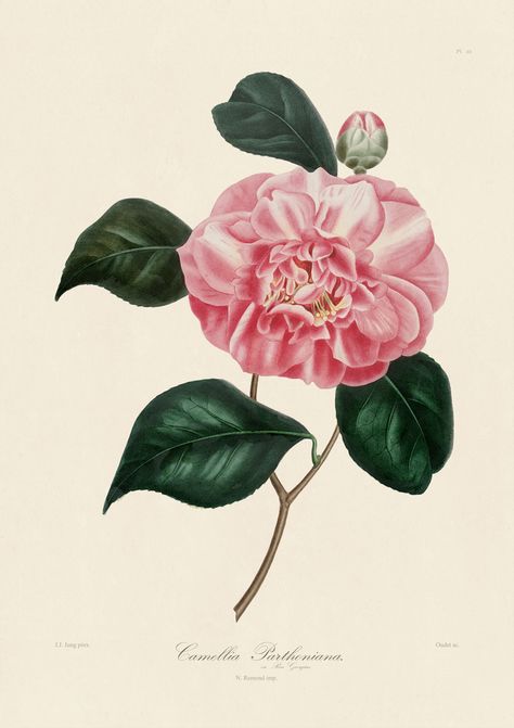 Jung Camillia Prints : Nostalgia Fine Art , Antique Prints - Giclee Prints - Framed Art Peony Botanical, Audubon Prints, Botanical Line Drawing, Chinese Fashion, John James Audubon, Botanical Illustrations, Old Book, Big Flowers, Botanical Flowers