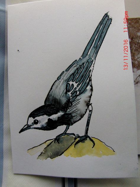 Water colour sketch of a Pied Wagtail Wagtail Tattoo, Water Colour Sketch, Pied Wagtail, Bird Artwork, Water Colour, Animal Drawings, I Tattoo, Tattoo Ideas, Sketch