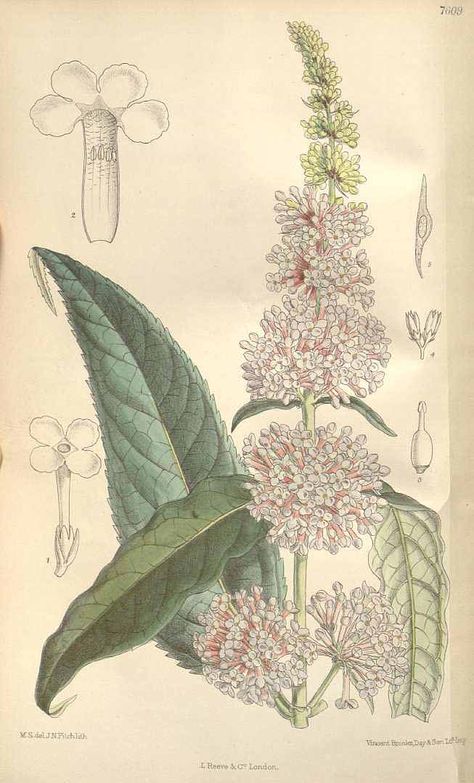 <	> Buddleja davidii Franch. [as Buddleja variabilis Hemsley] Names Of Butterflies, Common Garden Plants, Buddleja Davidii, Missouri Botanical Garden, Butterfly Bush, John James Audubon, Botanical Illustrations, Fairy Book, Scientific Illustration