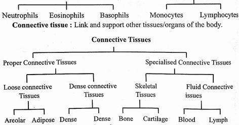 Structural Organisation In Animals Notes, Cell Junction, Learn Biology, Study Biology, Plasma Membrane, Bacterial Diseases, Biology Facts, Female Reproductive System, Animal Cell