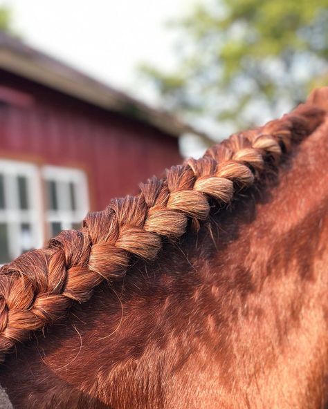 Running Braids, Horse Braids, Horse Braiding, How To Braid, Horse Mane, Riding Lessons, Grooming Tips, Mane N Tail, All The Pretty Horses