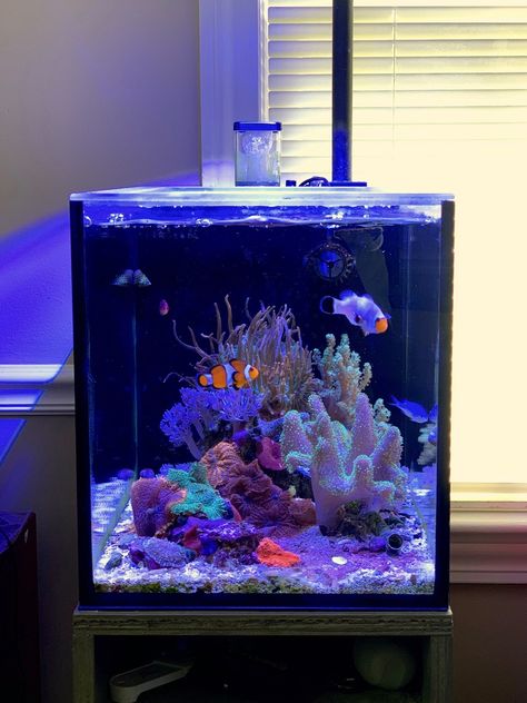 Cool Fish Tanks Ideas Unique, Fish Tank In Room, Reef Tank Ideas, Salt Water Aquarium Ideas, At Home Aquarium, Crystal Fish Tank, Aquariums Ideas, Saltwater Fish Tank, Indoor Rabbit Cage