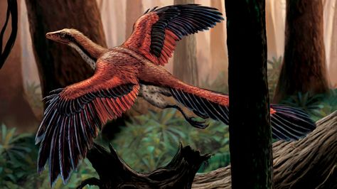 Feathered Dinosaurs, Raptor Dinosaur, Flight Feathers, Cool Dinosaurs, Prehistoric Wildlife, Ancient Greek Words, Dinosaur Park, National Geographic Kids, Modern Birds