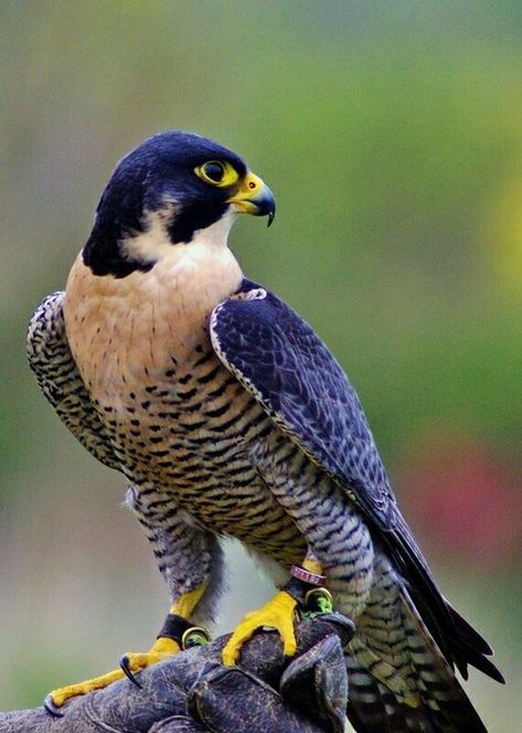 Raptors Bird, Regnul Animal, Eagle Images, Eagle Pictures, Peregrine Falcon, Most Beautiful Birds, Kinds Of Birds, Exotic Birds, Colorful Birds