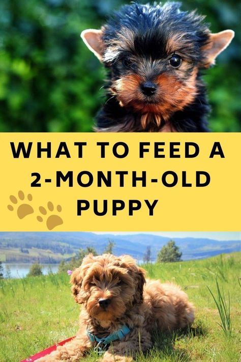 What To Feed A 2-Month-Old Puppy - Our Best Tips - Labradoodle Home What To Feed Puppies, 2 Month Old Puppy, Baby Yorkie, Puppy Announcement, Puppy Mix, Sick Puppies, Morkie Puppies, Teacup Yorkie Puppy, Labradoodle Puppy