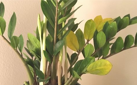 Find out why your ZZ plant has yellow leaves and fix the problem. This article will help you get your ZZ plant back to perfect health. Zz Plant Care Yellow Leaves, Yellow Leaves On Plants, Nz Plants, Zz Plant Care, Zz Plants, Caulking Tips, House Gardening, Plant Bugs, Plants Care