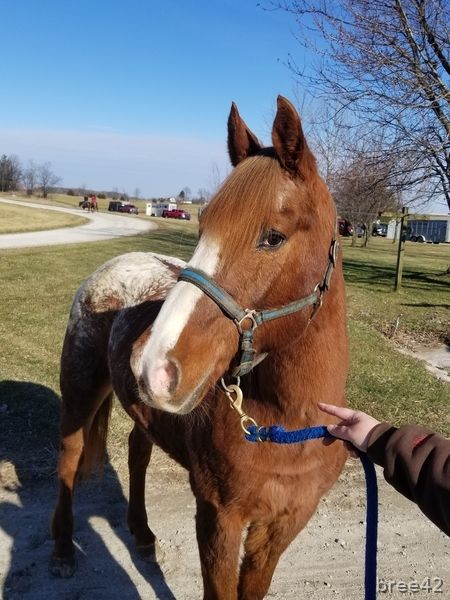 Appaloosa Horses For Sale, Horse Appaloosa, Huntington Indiana, Miniature Horse Tack, Kiger Mustang, Highland Pony, Trail Horse, Irish Sport Horse, Horse Shirts