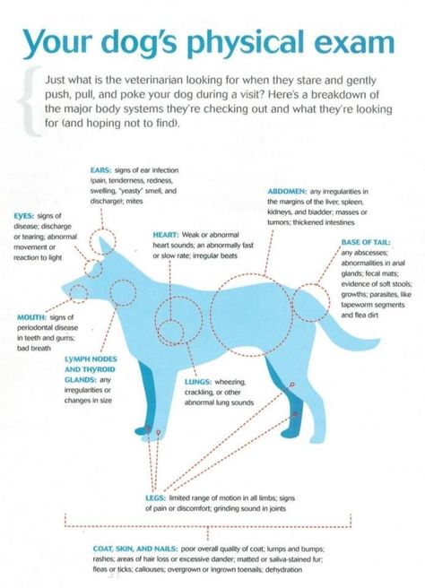 Physical Exam on Doggos The Traveling Dogtor | Vet Student Blog Veterinarian Technician, Vet Tech School, Veterinary Tech, Vet Tech Student, Vet Technician, Veterinary School, Veterinary Science, Veterinary Assistant, Vet Medicine