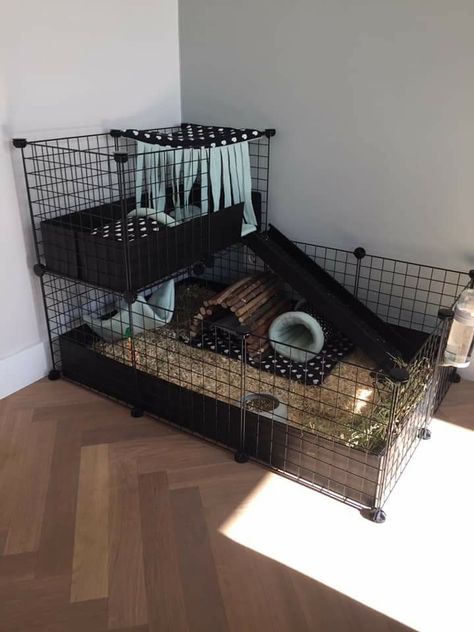 Pet Bunny Rabbits Cage, Ginny Pigs Cages, Guinea Pig Cage Ideas Aesthetic, C&c Guinea Pig Cage Ideas, Guinea Pig Cage Ideas Indoor, Rabbit Enclosure Indoor, Guinea Pig Cage Setup Ideas, Indoor Guinea Pig Cage Ideas, Bunny Set Up Indoor Cute