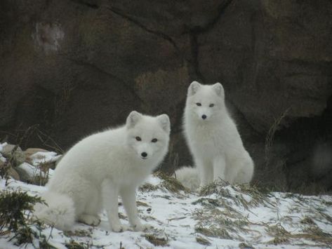 Tipos de zorros - Nombres y fotografías Arctic Fox Facts, Group Of Elephants, Arctic Foxes, Red Foxes, Desert Sahara, Animal Groups, Winter Animals, Arctic Fox, Animal Masks