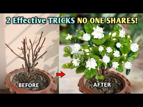 (4910) This 2 MOST EFFECTIVE Tricks Give MAXIMUM Flowers in Arabian Jasmine Plant - YouTube Arabian Jasmine Plant, Jasmine Plant Indoor, Jasmine Tree, Achari Paneer, Plants Grown In Water, Arabian Jasmine, Jasmine Plant, Jasmine Flower, Flower Care