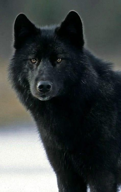 Black Wolves, Wolf World, Wolf Hybrid, Wolf Images, Wolf Photos, Wolf Wallpaper, Wolf Love, Wild Wolf, Wolf Pictures