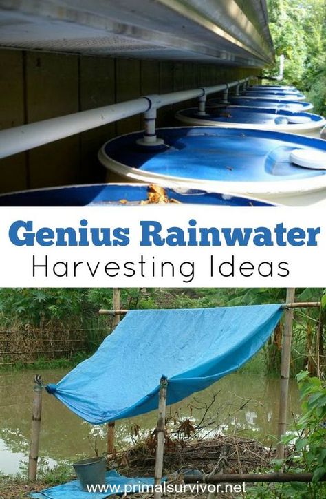 Genius Rainwater Harvesting Ideas for Survival Situations. But going from 100 gallons to 2 gallons per day is going to be a big change. You’ll probably end up using more than you realize, and soon your precious stockpile of water will be gone. So you will need to have a way to replenish your water supply. And that is where rainwater harvesting comes in. Rain Collection System, Rain Catcher, Water Collection System, Water From Air, Rainwater Collection, Rainwater Harvesting System, Rain Collection, Water Collection, Rainwater Harvesting