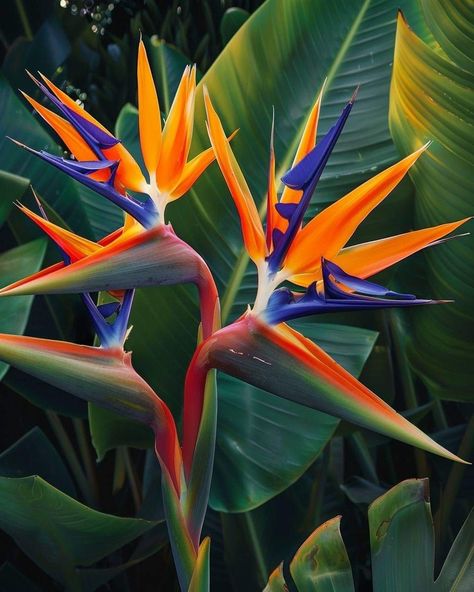 Strelitzia Flower, Amazon Birds, Strelitzia Reginae, Birds Of Paradise Plant, Bird Of Paradise Flower, Bird Of Paradise Plant, Paradise Plant, Tropical Flower Plants, Birds Of Paradise Flower