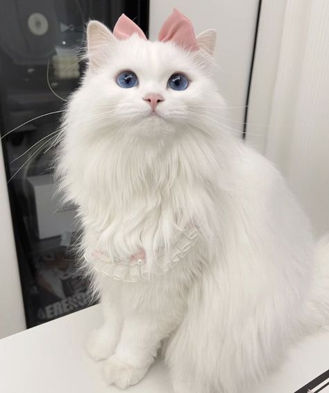 Turkish Angora Cat, American Wirehair, Marie Cat, Dream's Cat, Cat With Blue Eyes, Exotic Shorthair, Cute Cats Photos, White Cats