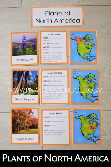 2023 Classroom, Earth Science Activities, Montessori Geography, America Theme, Montessori Printables, Teaching Geography, Thanksgiving Activities For Kids, Montessori Ideas, Class Room