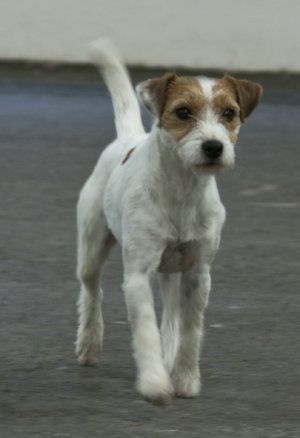 Parson Russell Terrier Parson Russell Terriers, Parson Terrier, Pitbull Terriers, Parson Jack Russell, Jack Russell Terriers, Lakeland Terrier, Norfolk Terrier, Parson Russell Terrier, Jack Russell Dogs