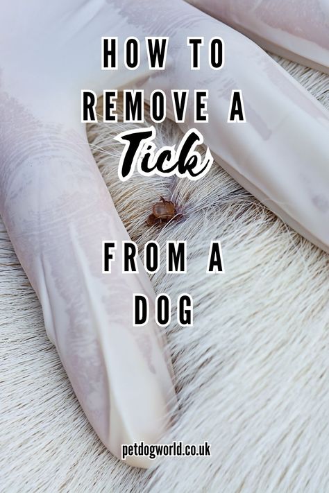 Learn how to safely remove a tick from your dog, ensuring their health & wellbeing. Get advice on tools, techniques & preventative measures Removing Ticks From Dogs, How To Remove Ticks From Dogs, Tick Removal Dog, Ticks On Dogs, Deer Ticks, Tick Removal, Dog World, Dog Information, Health Wellbeing