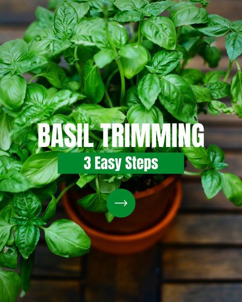 Bring your BASIL to the next level with these easy basil trimming tips! 🌿✂️ Here are three simple steps to help you keep your basil plants healthy and productive: 1️⃣Find the stem you want to trim 2️⃣Cut just above the second set of leaves 3️⃣Repeat for any other stems you want to trim It's that easy! Plus, trimming your basil regularly will help it grow fuller and more flavorful. Picking Basil Leaves, Pruning Basil Plants Video, Seed Hacks, How To Trim Basil, Basil Ideas, Uses For Basil, Basil Plant Indoors, Herbs Storage, Growing Basil Indoors