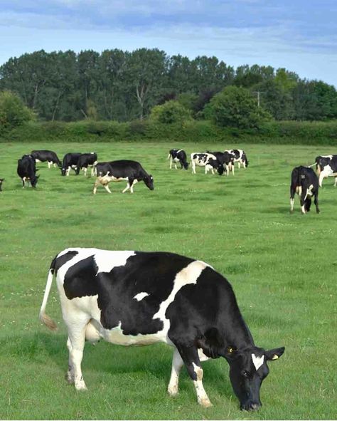 Cow Background Aesthetic, Cow Side View, Cows In A Field, Black And White Cows, White Cows, Paper Background Texture, Dairy Cows, Aesthetic Japan, Cow Art