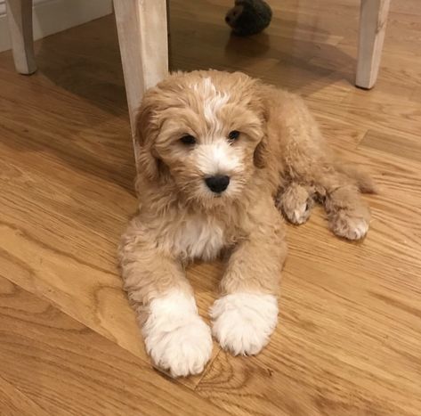 Golden Retriever Poodle, Golden Poodle, Mini Poodle Aesthetic, Miniature Poodle Aesthetic, Brown Toy Poodle Puppy, Mini Poodle Puppy, Yorkie Poodle, Miniature Poodle Puppy, Poodle Mix Puppies