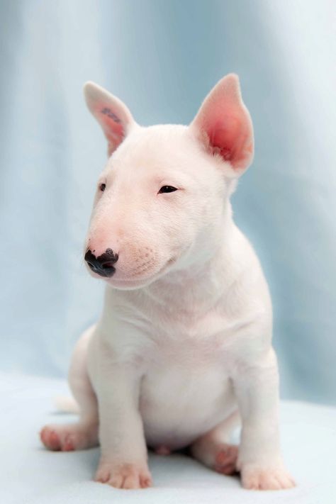 bullie puppies! Bullie Puppies, White Bull Terrier, Mini Bull Terriers, Miniature Bull Terrier, Cutest Pets, Bull Terrier Puppy, Photo Animaliere, Parson Russell Terrier, Psy I Szczenięta