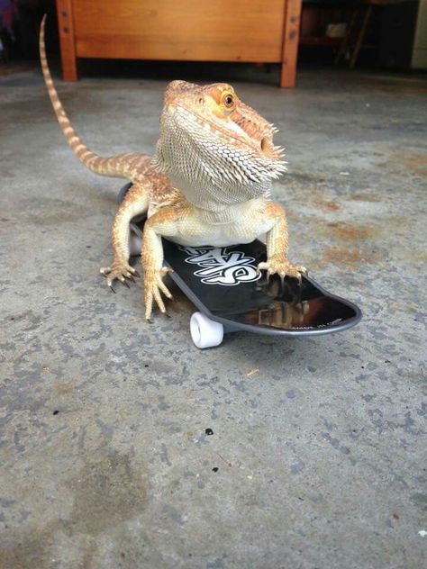 Breaded Dragon, Insane Clown Posse Albums, Bearded Dragon Enclosure, Bearded Dragon Funny, Bearded Dragon Cute, Reptile Care, Bearded Dragon Care, Cute Lizard, Cutee Animals