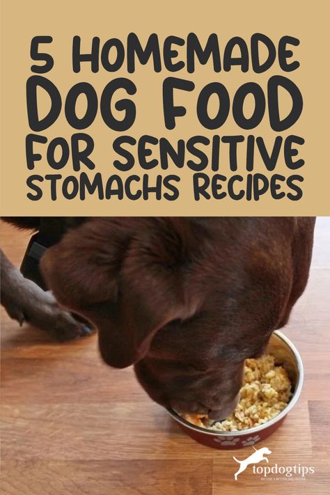 Does your pup have a sensitive stomach? 🐕🍽 Dive into our blog for 5 homemade dog food recipes perfect for dogs with sensitive stomachs. Give your dog the comfort they deserve. Check out the recipes now! ➡️ Dog Treats For Dogs With Sensitive Stomachs, Homemade Dog Treats Sensitive Stomach, Homemade Dog Food Recipes For Older Dogs, Homemade Dog Food Sensitive Stomach, Homemade Dog Food Recipes Sensitive Stomach, Sensitive Stomach Dog Treats, Best Dog Food Recipes, Dog Food For Sensitive Stomachs, Healthy Dog Meals