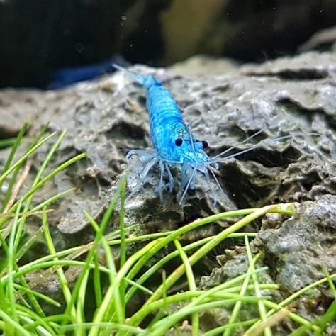 Blue Glaucus, Blue Shrimp, Shrimp Tank, The Aquarium, Blue Dream, Jelly, Blue