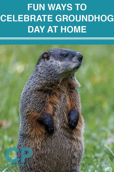 Here, we offer some fun and unique ways that you can celebrate Groundhog Day at home in 2021 and beyond including fun crafts and recipes. Groundhogs Day Party, Groundhog Day Party Ideas, Groundhog Day Party For Adults, Groundhog Day Party, Groundhog Activities, Groundhogs Day, Punxsutawney Phil, School Night, Groundhog Day