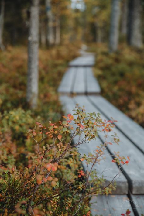 Sallatunturi in Lapland: Views Above Fells and Ancient Forests - In the Woods, Dear Finland Forest, Oil Wallpaper, Nordic Nature, Nordic Aesthetic, The Woods, Little Cabin In The Woods, Lapland Finland, Hiking National Parks, Ancient Forest