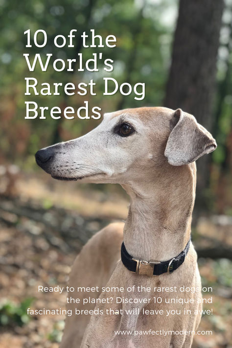 Are you a dog lover who's always on the lookout for something new and exciting? If so, you're in for a treat! In this post, we'll take a journey through the world of rare dog breeds and explore 10 of the most unique and fascinating dogs you may have never heard of. Elegant Dog Breeds, Rare Dogs, Rare Dog Breeds, Dog Lover, A Dog, Something New, Dog Breeds, Dog Lovers, Dogs