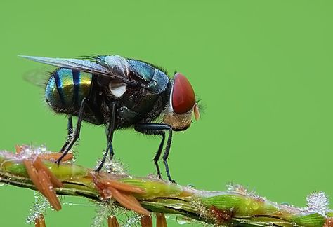 Flies | Bugs & Insects of Singapore  Bluebottle Fly Mustard Plaster, Spanish Fly, Creepy Crawlers, Arthropods, Bugs And Insects, Bugs, Insects, Singapore, Mustard