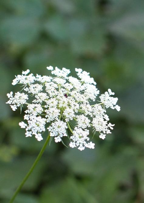 NOTE: CANNOT SHIP TO WASHINGTON. Sorry. Queen Anne's Lace is the wild form of our domesticated carrot. It will flower white. The flower, as it dries, turns into what looks like a bird's nest. This is a characteristic of Queen Anne's Lace. The root is long and white. It is a biennial plant (lives two seasons) but if you let it seed you will have more plants every year. Plant 3 feet apart. The seedling pictured is to show what Sweet Annie looks like when small. THESE ARE SEEDS.  Press seed onto moist soil and keep damp and in light until seeds sprout which is 14 to 21 days. Transplant into larger pot when seeds are about an inch tall. You may also sprinkle the seeds outdoors in early spring or in the fall for spring emergence. 100 seeds per pkg. Ammi Flower, Queens Anne Lace, Queen Anne Lace Flower, Queen Anne's Lace Flowers, Biennial Plants, Photography Inspiration Nature, Sweet Annie, Flower Identification, Daucus Carota